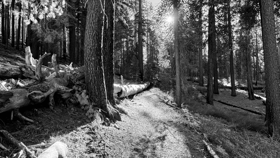 A black and white image of trees in Tuolumne Grove, Yosemite National Park